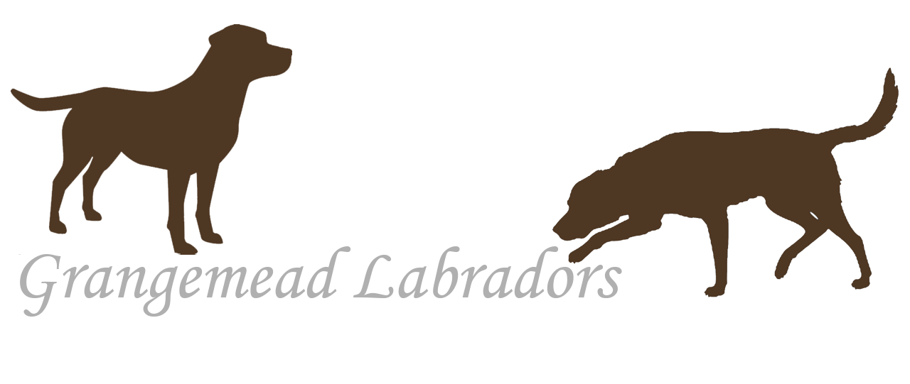 Grangemead labradors shop